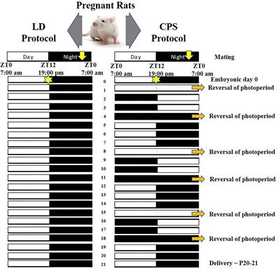 Long-Term Effects of Altered Photoperiod During Pregnancy on Liver Gene Expression of the Progeny